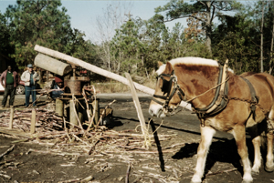 Freewoods Farm