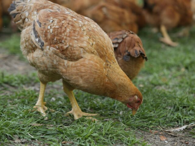 Brigmon Farms LLC